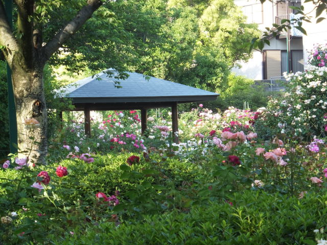 バラの花に囲まれた東屋