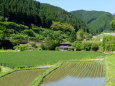 田植えの季節