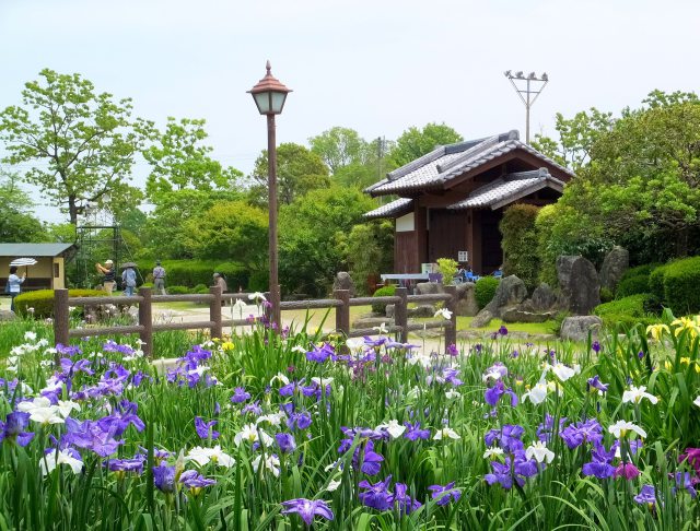 大和花菖蒲園で