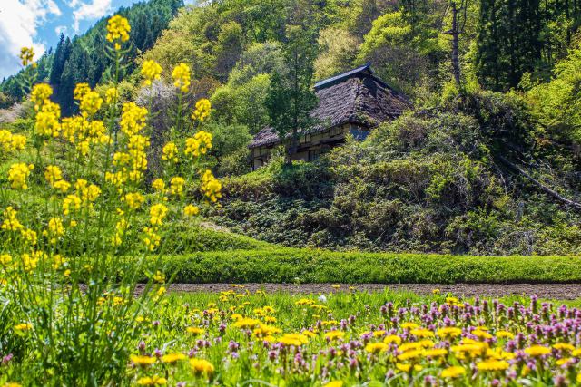 春の花と茅葺き古民家