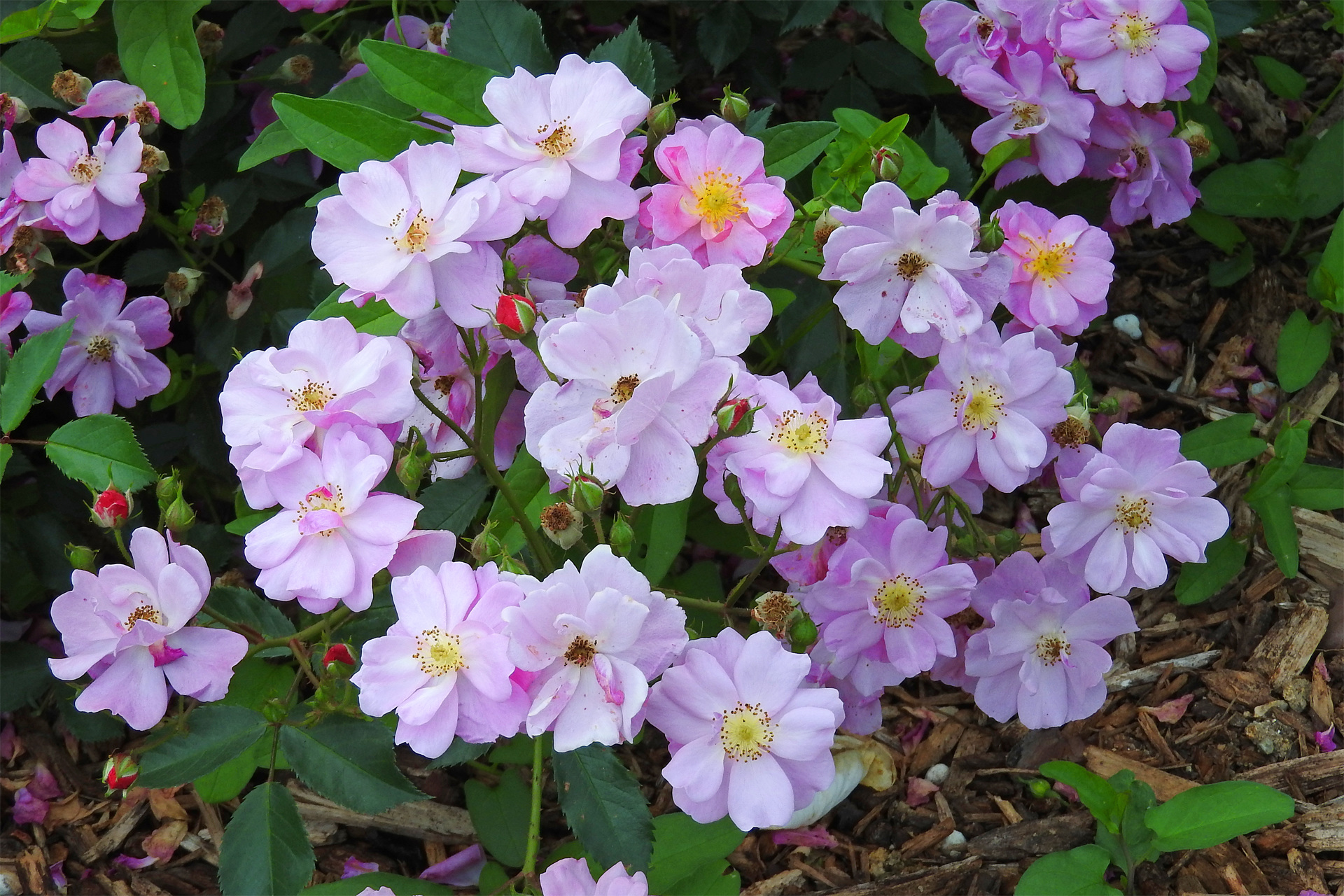 花 植物 バラの季節 薄紫 壁紙1920x1280 壁紙館