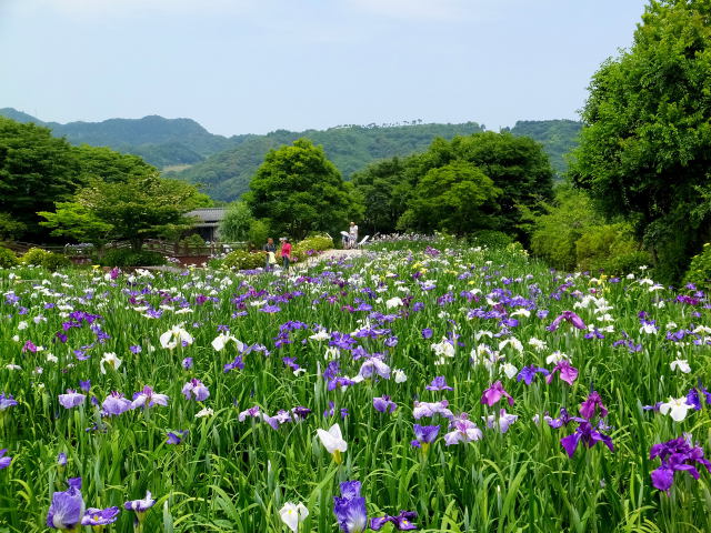 大和花菖蒲園で