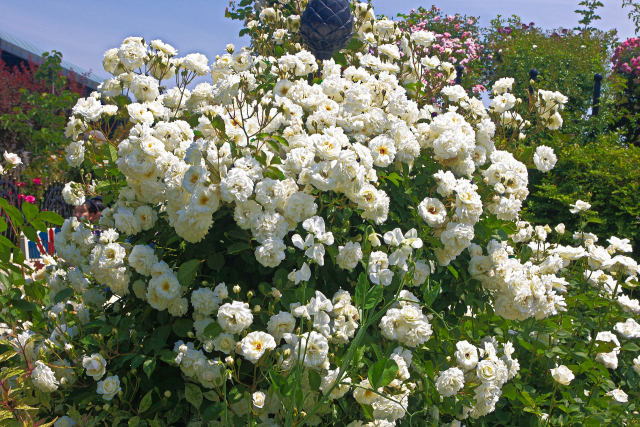 イングリッシュガーデンの薔薇