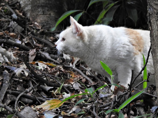 一二郎池の猫