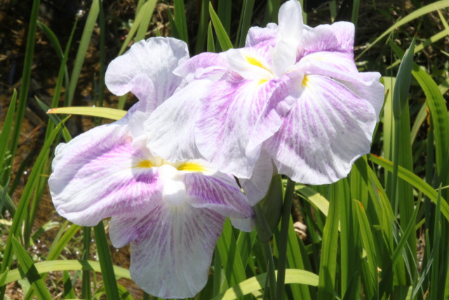 春日池公園菖蒲