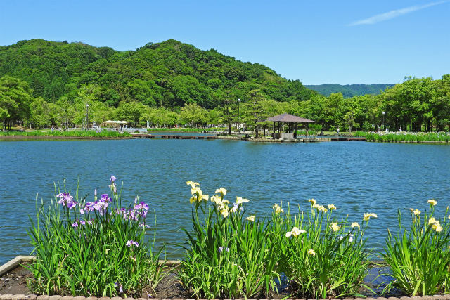 あやめ池公園