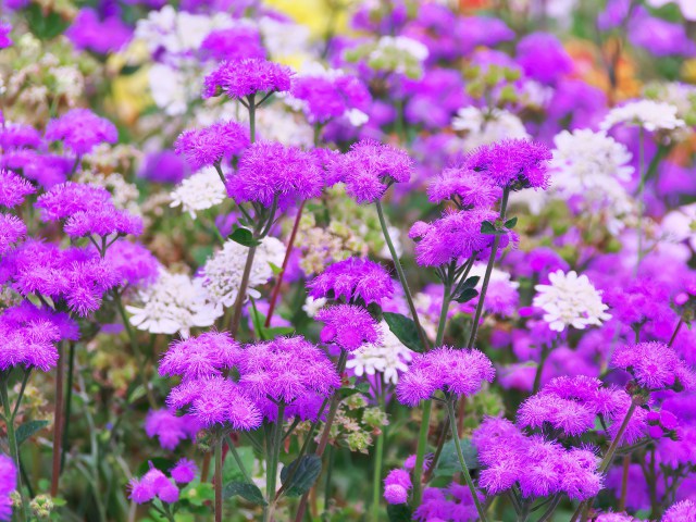 里山ガーデンの花