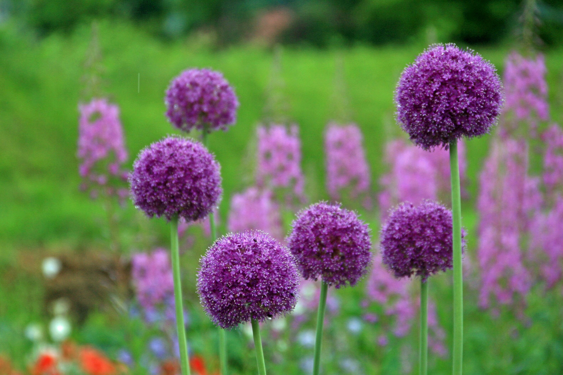 花 植物 アリウムギガンチウム 壁紙19x1280 壁紙館