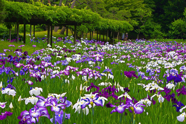 小石川後楽園の花菖蒲田