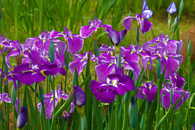 明治神宮の花菖蒲