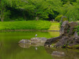 小石川後楽園・大泉水と深緑