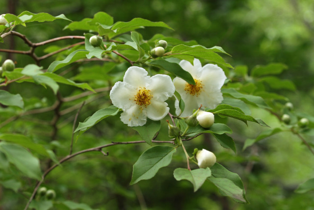 夏椿