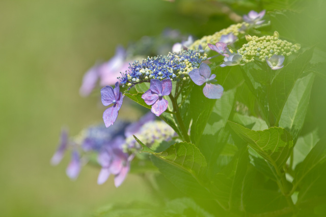 紫陽花