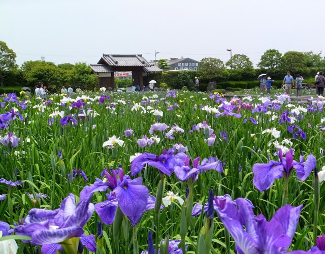 大和花菖蒲園で