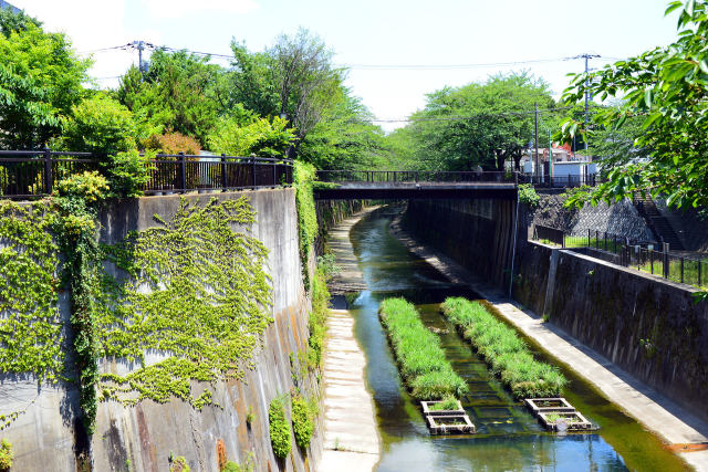 6月の石神井川