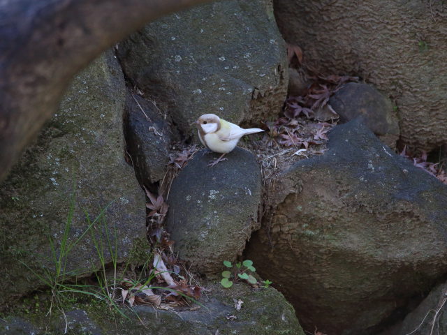 白いシジュウカラ93