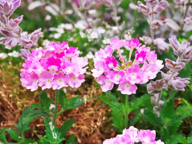 里山ガーデンの花