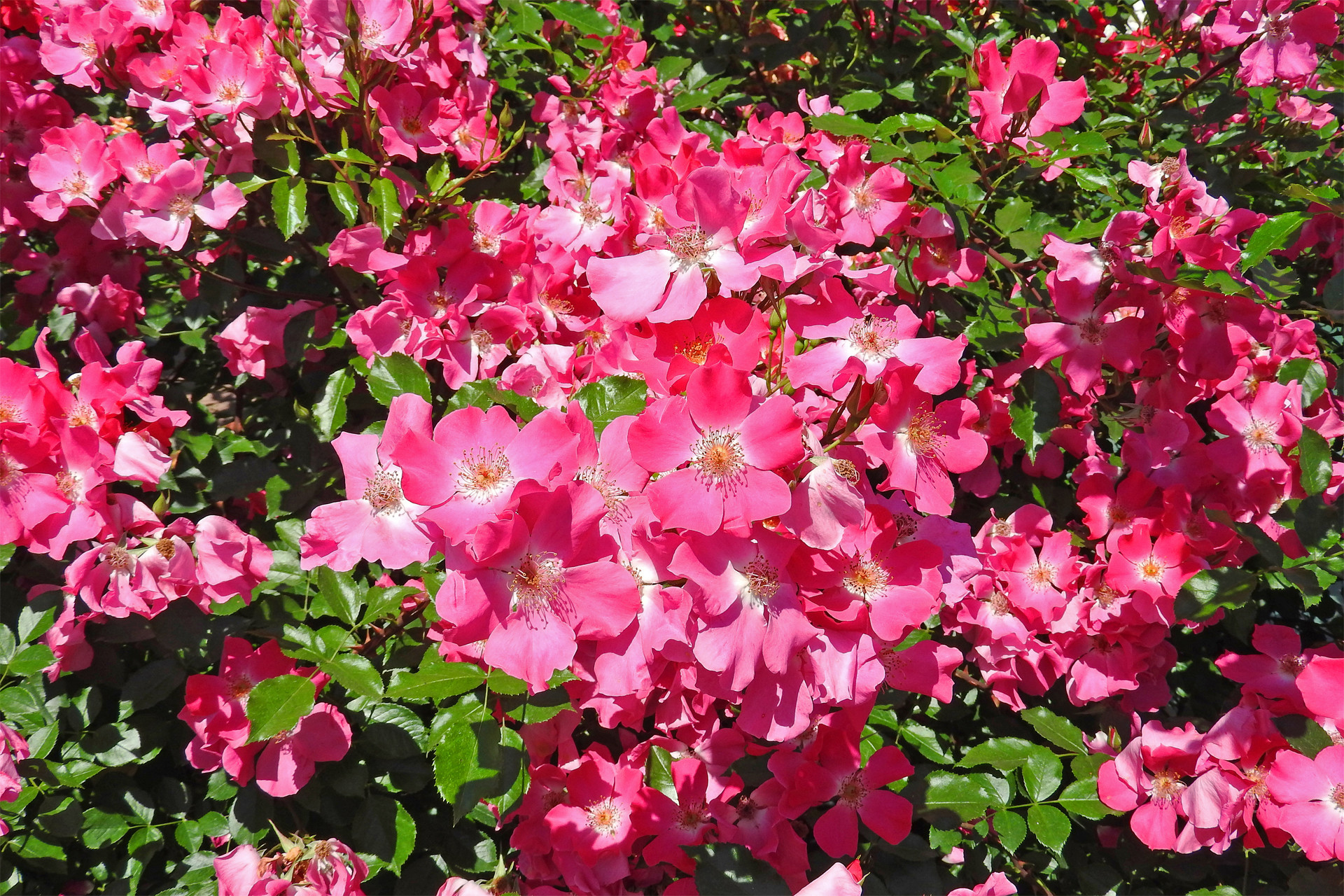 花 植物 バラの季節 つるバラ ピンク 壁紙19x1280 壁紙館