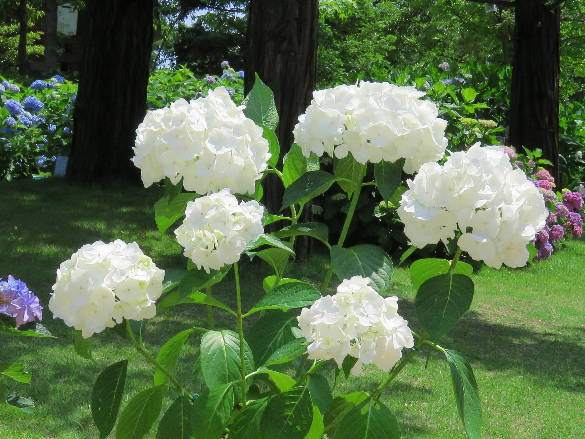 花 植物 紫陽花 綿帽子 ワタボウシ 壁紙19x1440 壁紙館