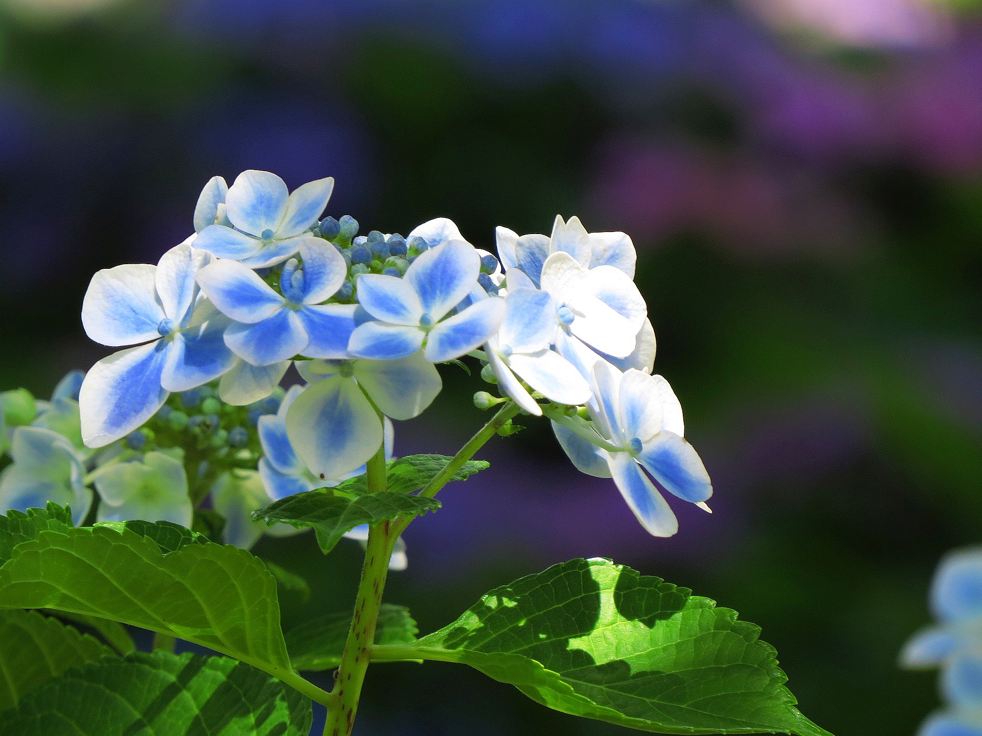 花 植物 紫陽花 ミズナギドリ 壁紙19x1440 壁紙館