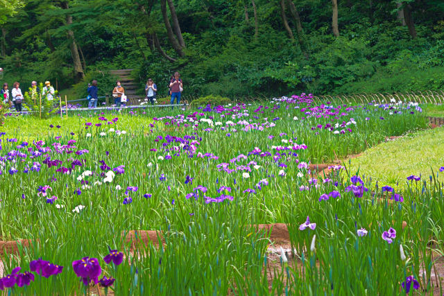 明治神宮の花菖蒲田