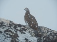 横通岳の雌雷鳥