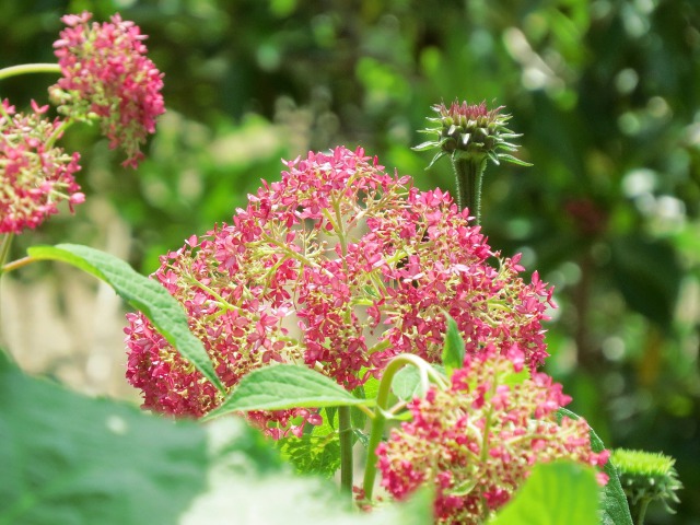 紫陽花・ピンクアナベル