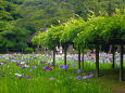 小石川後楽園の花菖蒲田