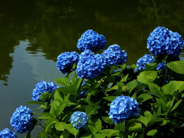 水辺に咲く紫陽花