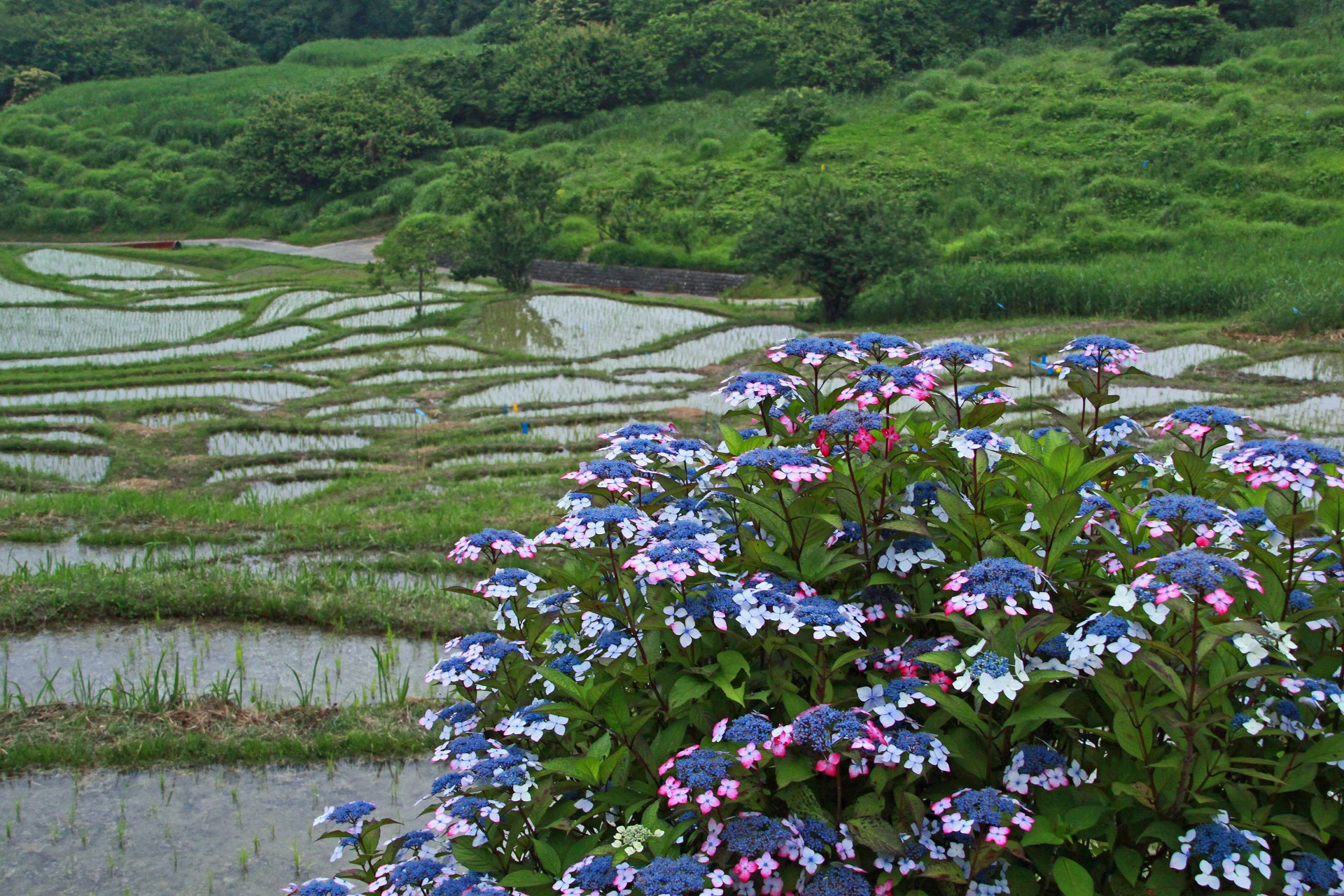 日本の風景 棚田の紫陽花 壁紙19x1280 壁紙館