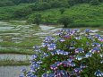 棚田の紫陽花