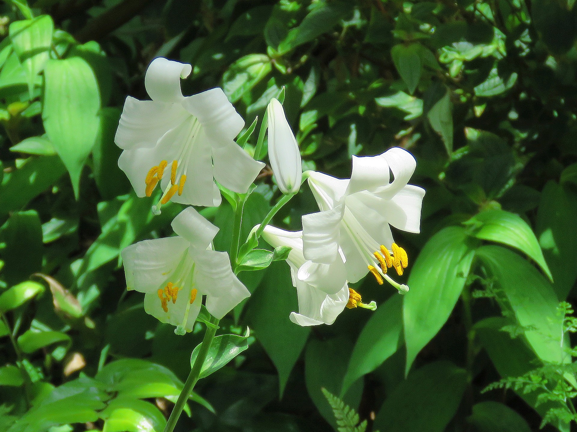 花 植物 マリアに捧げるマドンナリリー 壁紙19x1440 壁紙館