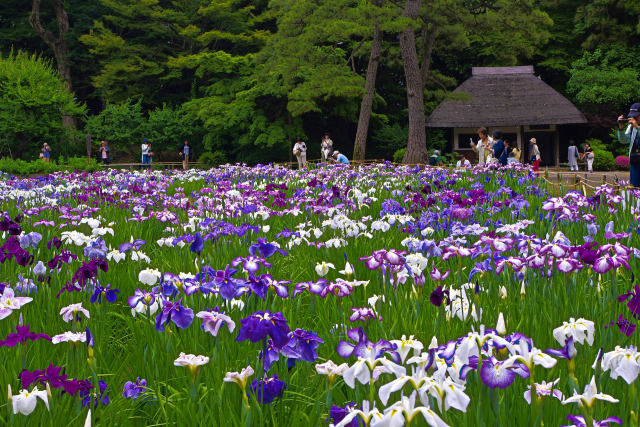 咲き誇る花菖蒲