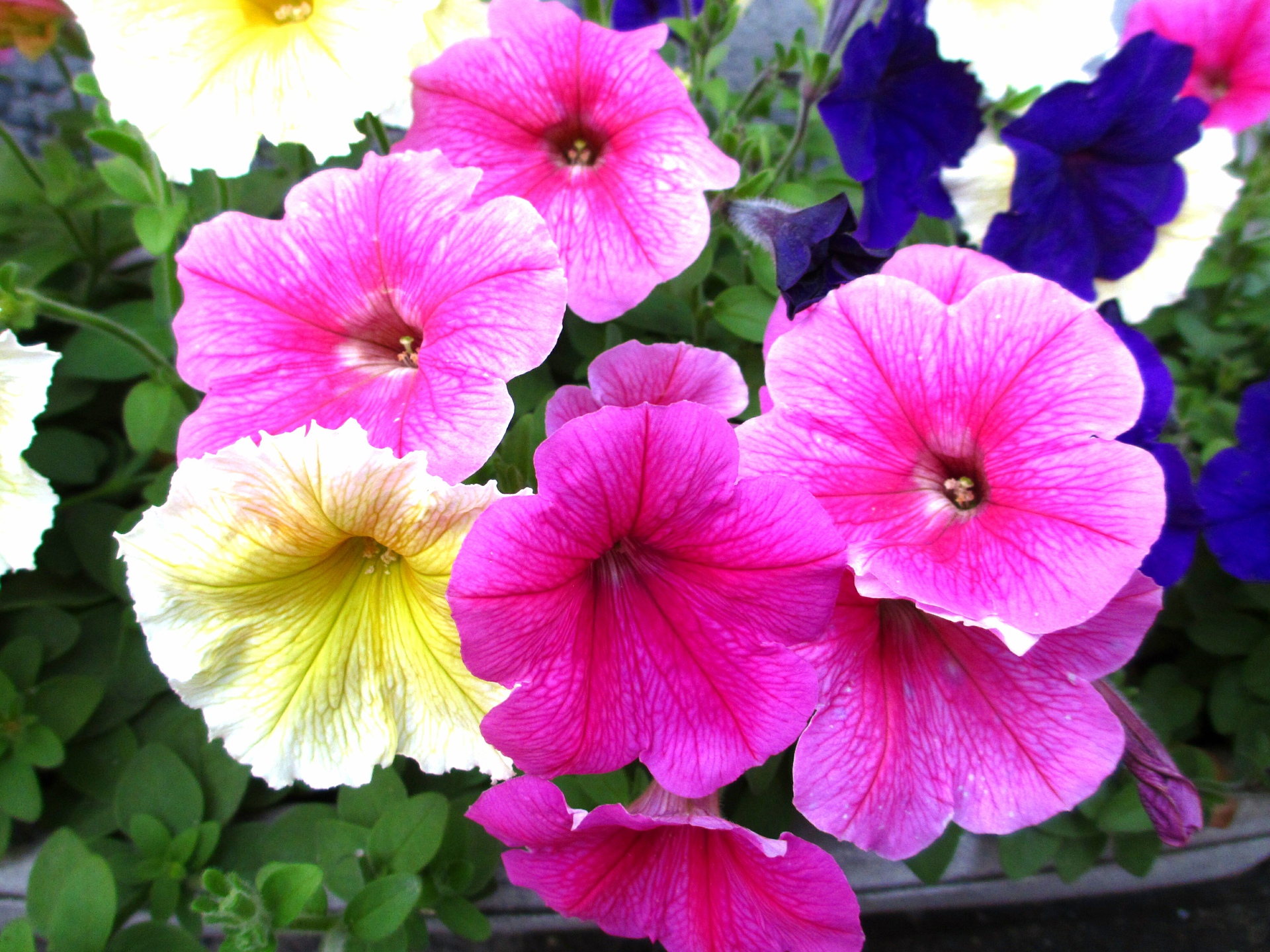 花 植物 花言葉 心の安らぎ 壁紙19x1440 壁紙館