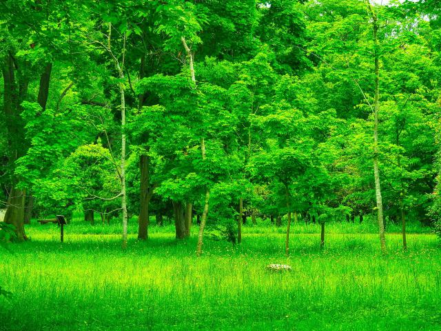 新緑の武蔵野公園