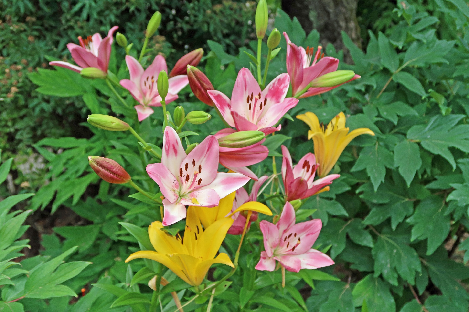 花 植物 オリエンタルハイブリッドユリ 壁紙19x1280 壁紙館