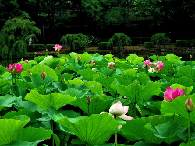 蓮池の風景