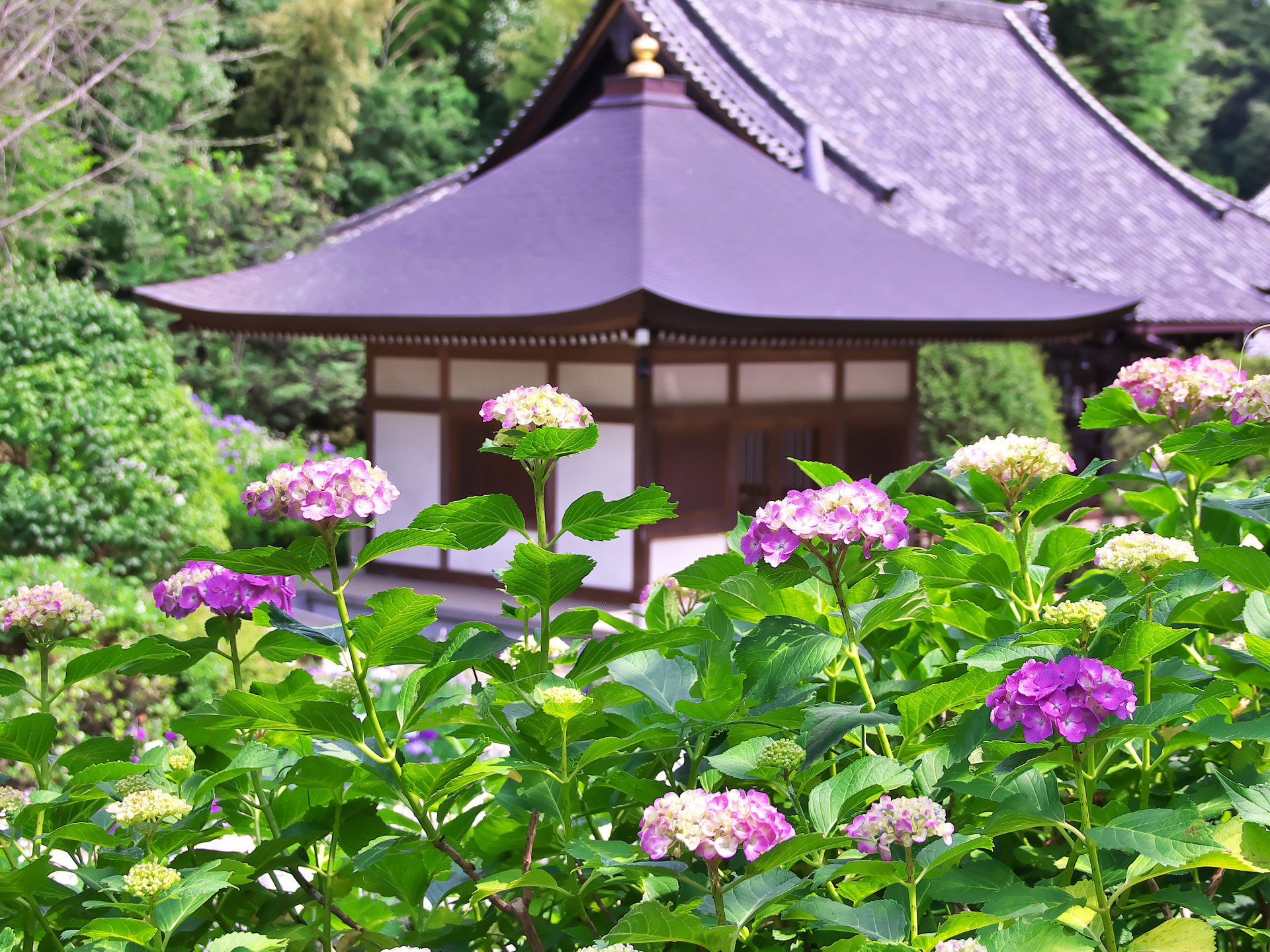 花 植物 あじさい 壁紙1920x1440 壁紙館