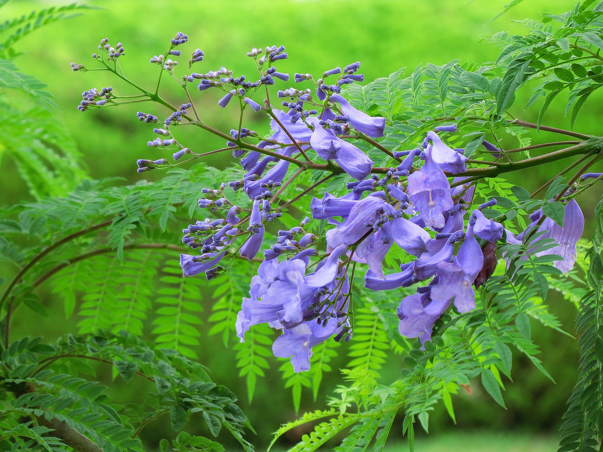 花 植物 ジャカランダの花 壁紙19x1440 壁紙館