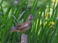 オシドリ♀