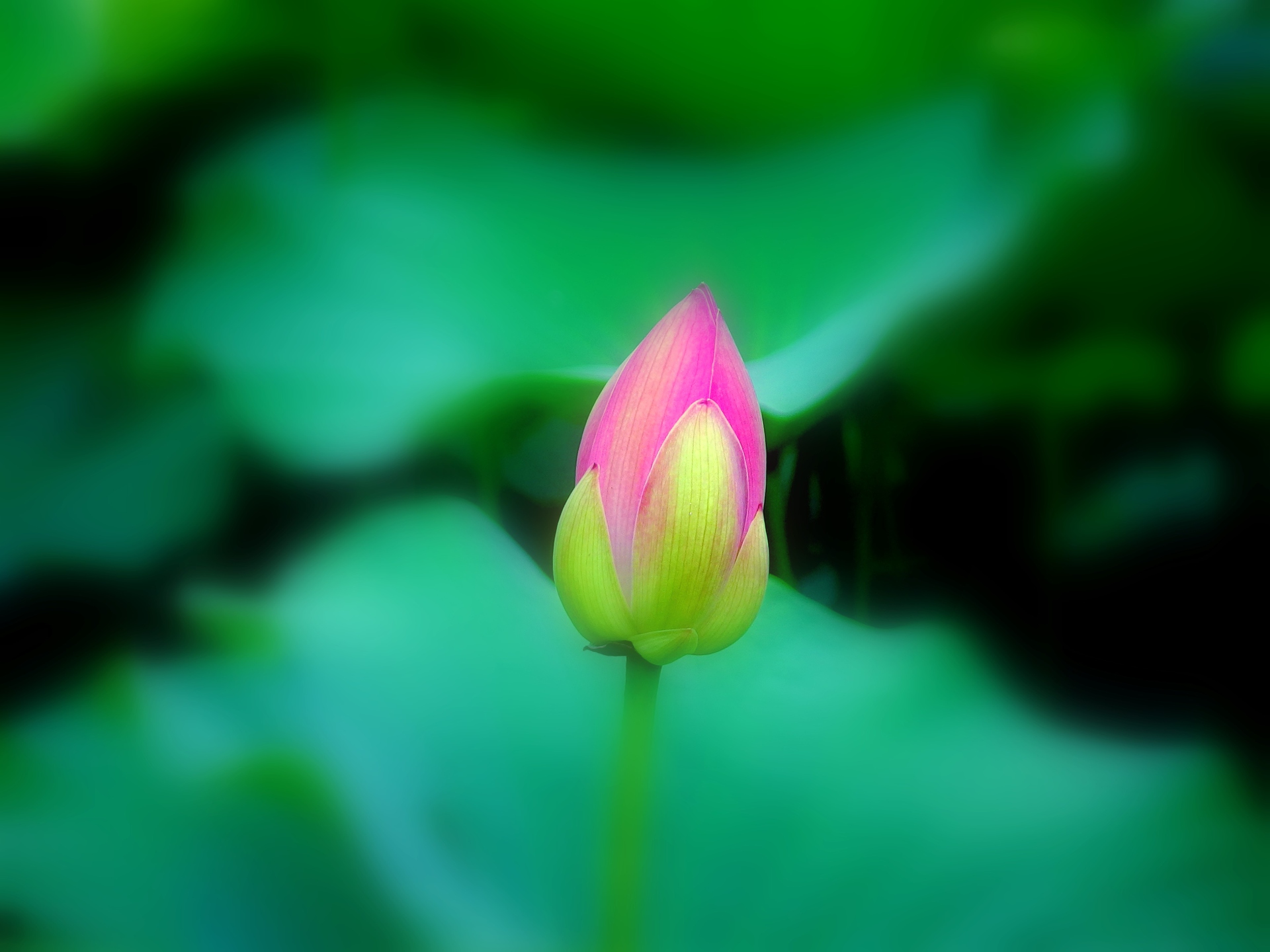 花 植物 蓮の蕾 壁紙19x1440 壁紙館