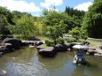 深緑(六月)の桜峠