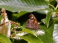 栗の花にテングチョウ