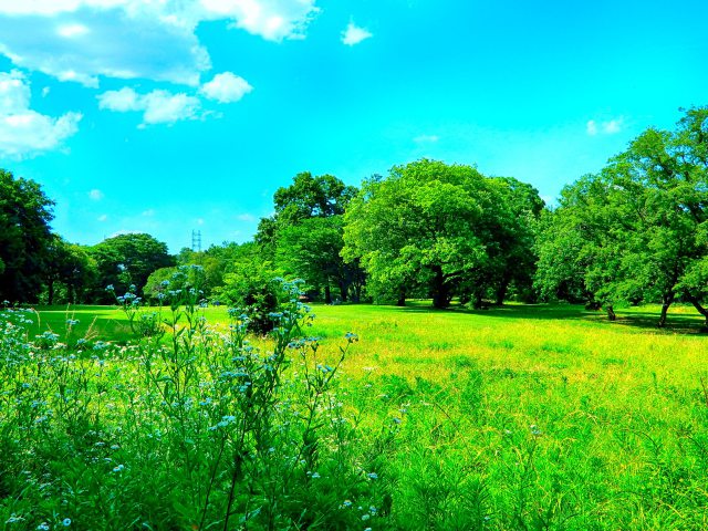 初夏の野川公園