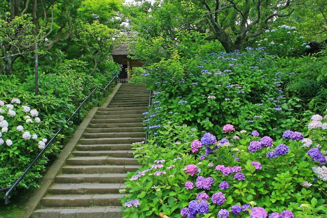 鎌倉の紫陽花