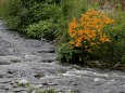 多摩川に咲く花