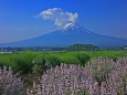 夏の富士山