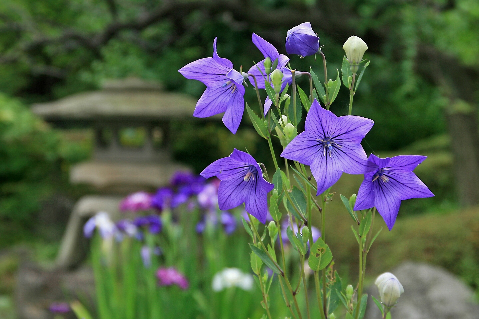 花 植物 桔梗 壁紙19x1280 壁紙館