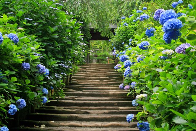 鎌倉のあじさい寺「明月院」