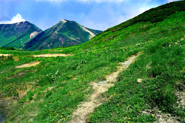 花咲く登山道